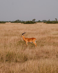 Naklejka na ściany i meble Impala grazing in the savannah grass, Uganda