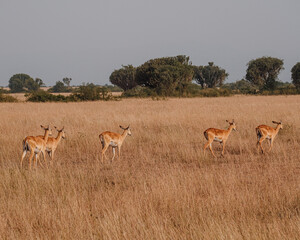Impala grazing in the savannah grass, Uganda