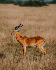 Impala grazing in the savannah grass, Uganda