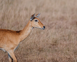 Impala grazing in the savannah grass, Uganda