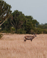 Solitary waterbuck roaming the savanna grasslands of Uganda