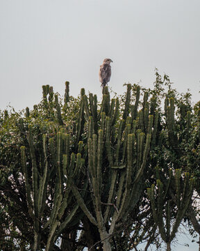 Regal Bateleur Eagle perched above the Ugandan savanna