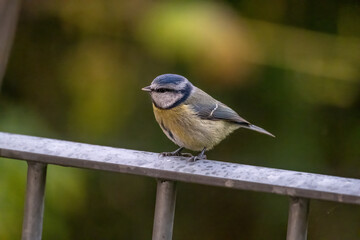 Bluetit in the garden on a balcony 