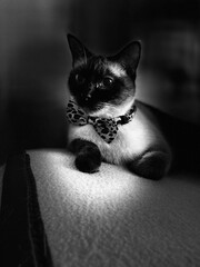 black and white cat - obrazy, fototapety, plakaty