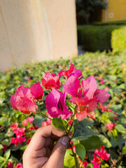 Botanically known as Bougainvillea spectabilis thimma from Nyctaginaceae family. This is an evergreen shrubby vine, popular for its long-lasting, colorful flower bracts which appear periodically throu