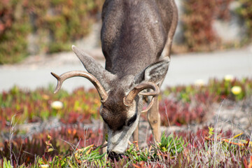 California Deer 