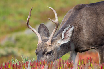 California Deer 