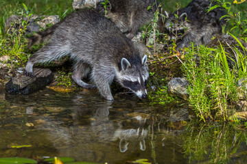 Waschbär (Procyon lotor)