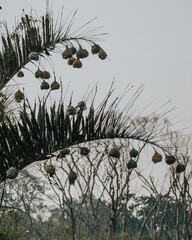 Endemic Fox's Weaver in Uganda, Queen Elizabeth National Park
