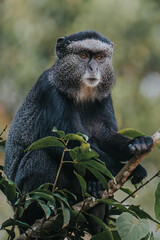 Blue monkey sitting on branches, Uganda, Africa 