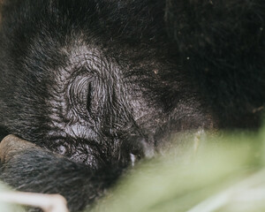 Sleeping Mountain Gorilla in Bwindi Impenetrable Forest, Uganda, Africa 