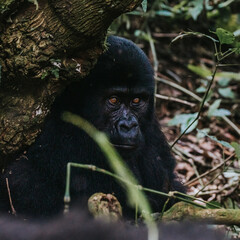 Young Mountain Gorilla in Bwindi Impenetrable Forest, Uganda, Africa 
