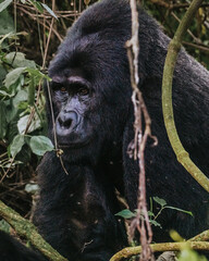Silverback Mountain Gorilla in Bwindi Impenetrable Forest, Uganda, Africa 