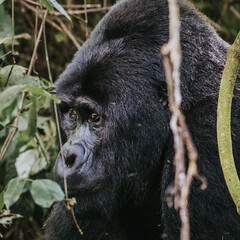 Silverback Mountain Gorilla in Bwindi Impenetrable Forest, Uganda, Africa 