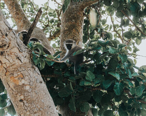 Vervet Monkey in Uganda