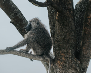 Adult Olive baboon sitting on a branch in Queen Elizabeth National Park in Uganda