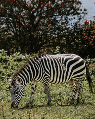 Fototapeta na wymiar Plain Zebra in Uganda, Africa 