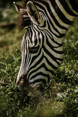 Closeup of Plain Zebra grazing in the grass, Ugandan Wildlife, Africa 