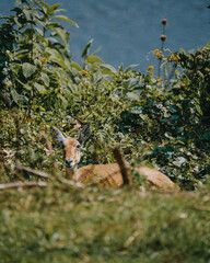 Impala in the lush green bushes, Uganda
