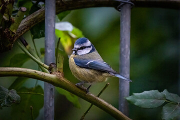 Bluetit in the garden on a balcony 