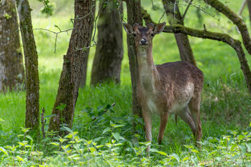 Obraz na płótnie Canvas A fallow deer keeps a close eye on me from the bushes in a park near Vogelenzang, the Netherlands