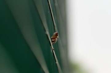 a small brown bird with a gray breast