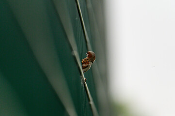 a small brown bird with a gray breast