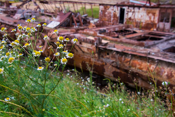 Rusty shipwreck of the Blonde Tisza