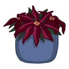 Doodle of blooming Poinsettia in pot. Cartoon clipart of Christmas home plant. Hand drawn vector illustration isolated on white.