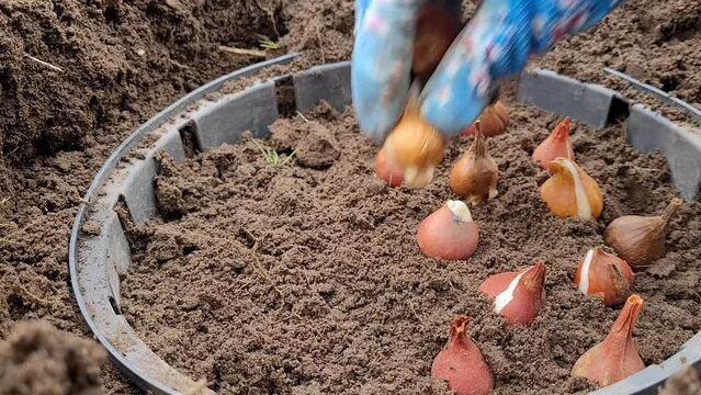 How to plant tulip bulbs. Autumn planting of tulip bulbs in a container close-up, protecting the bulbs from field mice
