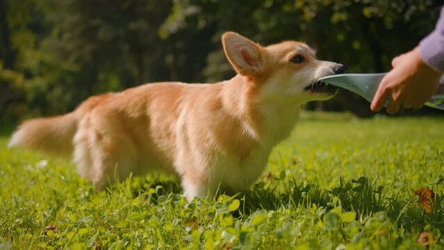 Cute little welsh corgi drinking fresh water in nature outdoors dog owner take care of lovely domestic animal outside playful naughty golden puppy playing gnawing plastic plate happy doggy lifestyle