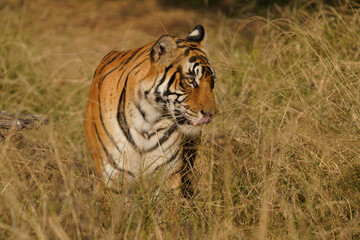 Bengal Tiger in India