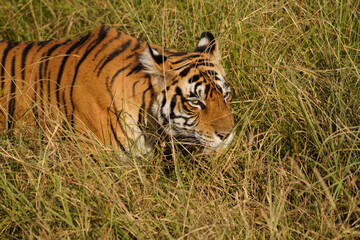 Bengal Tiger in India