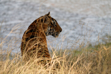 Bengal Tiger in India