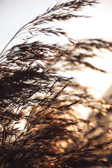 Reed ears flutter in the wind and are illuminated by sunlight. Autumn.