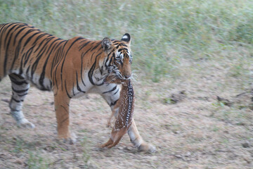 Tiger in Ranthambhore with a kill