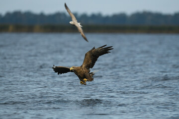 aigle et mouette