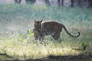 Tiger in Ranthambhore catching chital deer