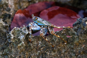 Patterned crab (possibly Grey Swimming Crab) crawling on lava rocks, on the beach in Aruba. 
