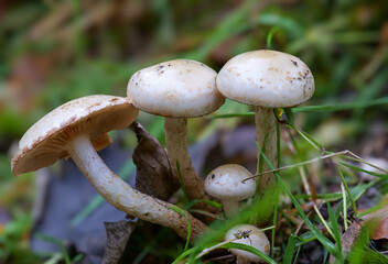 Hyalinweißer Träuschling (STROPHARIA ALBONITENS)