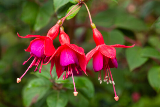 Cluster of three vibrant pink and red fuchsia blossoms in autumn
