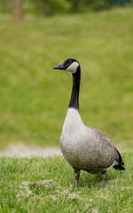 Canada goose in the park