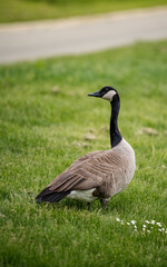 Canada goose in the park