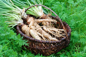 old vegetable variety, oat roots freshly dug up and washed