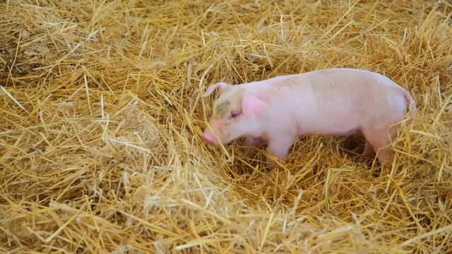 Young pig play on a rural farm animals