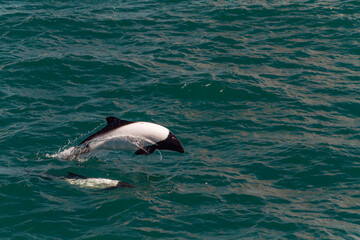 Commerson's dolphin jumping in the water