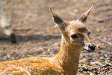 Persian fallow deer fawn in a forest ground