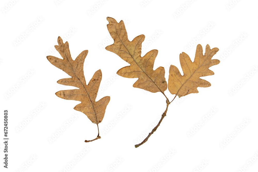 Wall mural oak tree autumn dry brown leaf and branch isolated transparent png. abaxial surface or lower side of