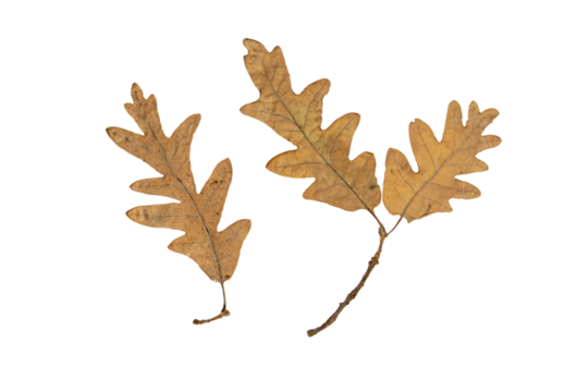 Oak tree autumn dry brown leaf and branch isolated transparent png. Abaxial surface or lower side of fall foliage.