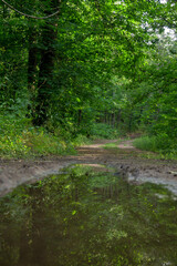 Reflection in puddle of water on wide dirt road in the middle of green chestnut forest vertically